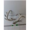Image 1 : (2) Deer Antlers Up to 15" Long