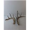 Image 2 : (2) Deer Antlers Up to 15" Long