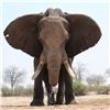 Image 1 : Zimbabwe Elephant hunt for 1 hunter