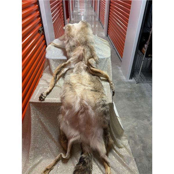 Large Coyote hide with feet on