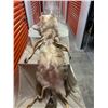 Image 1 : Large Coyote hide with feet on