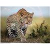 Image 2 : 14 day Leopard Hunt in the famed Mateke Hills area of Zimbabwe 2027-2028