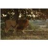 Image 1 : Lion Hunt Zimbabwe 1 hunter 2027-2028