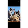 Image 4 : Lion Hunt Zimbabwe 1 hunter 2027-2028