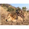 Image 5 : Lion Hunt Zimbabwe 1 hunter 2027-2028