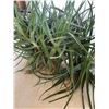 Image 1 : Aloe Vera Mother Plant