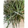 Image 2 : Aloe Vera Mother Plant