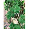 Image 2 : Faux Hanging Plant