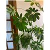 Image 2 : Faux Plants with Ceramic Planters