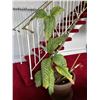 Image 1 : Potted Plant