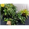 Image 1 : Wicker Plant Décor