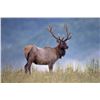 Image 1 : 5 days 6 nights Archery Elk Hunt in Montana For 1
