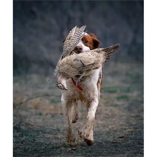 Premier Virginia Upland Bird Hunting Getaway for 2 Hunters