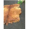 Image 2 : Horse hide blanket 62"x68" at widest points-tanned back-sorrel -some damage