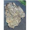 Image 5 : Horse hide blanket 70"x66" at widest points-tanned back- paint- damaged in spots