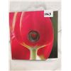 Image 1 : 2011 large 25 cent, tulip, ladybug