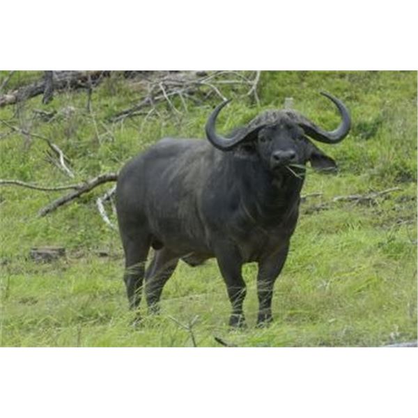 CAPE BUFFALO COW FOR 2 HUNTERS