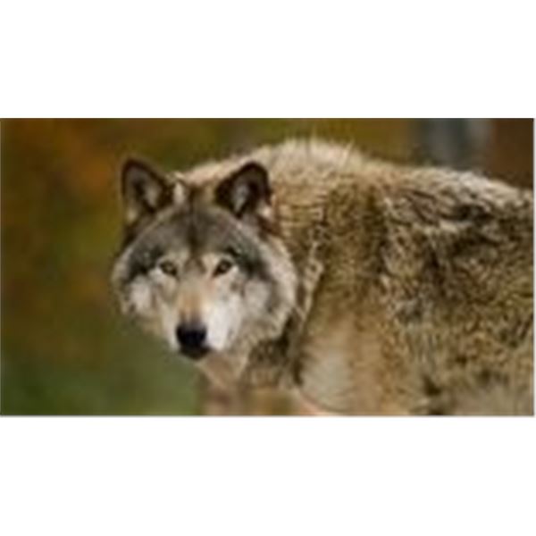 ALBERTA WOLF HUNT AND TRAPLINE EXPERIENCE WITH FRASER BROTHERS OUTFITTING