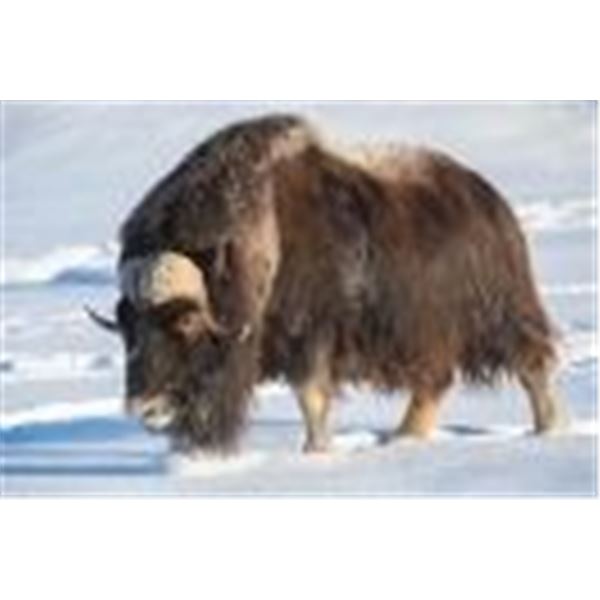 GREENLAND MUSKOX HUNT