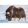Image 1 : GREENLAND MUSKOX HUNT