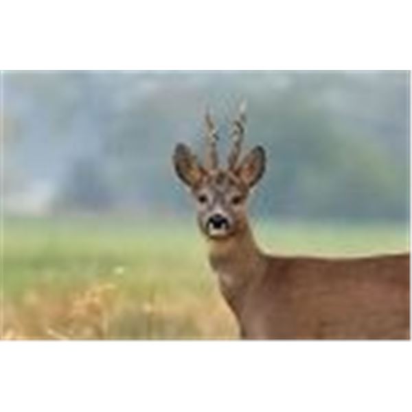 EUROPEAN HUNTING ADVENTURES – ROE DEER