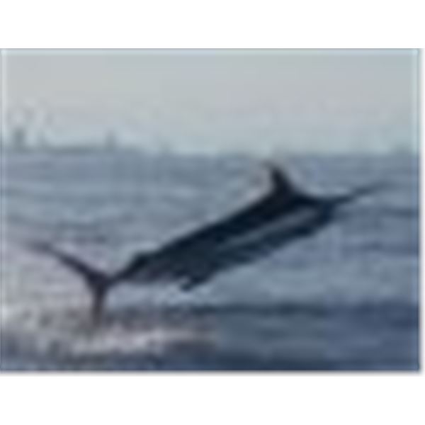 SIX-DAY ADVENTURE FOR TWO ON THE SEA OF CORTEZ