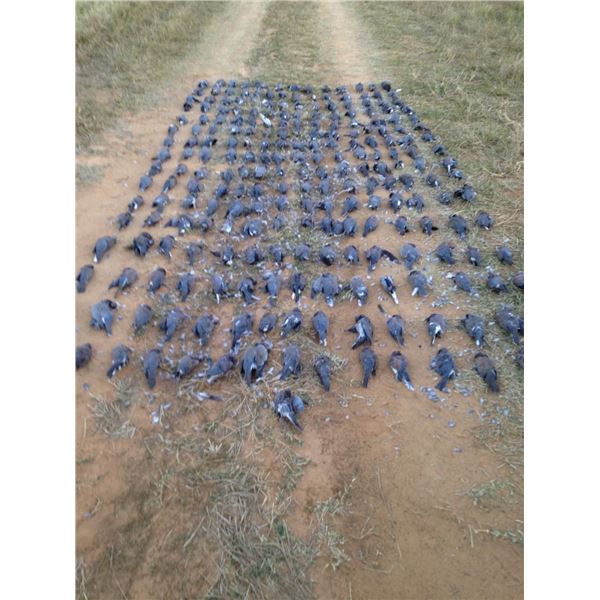 ARGENTINE DOVES, PIGEONS AND FISHING