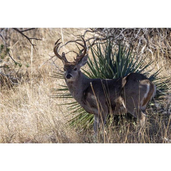 COUES DEER IN MEXICO WITH MESQUITE MOUNTAIN OUTFITTERS