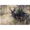 Image 1 : COUES DEER IN MEXICO WITH MESQUITE MOUNTAIN OUTFITTERS