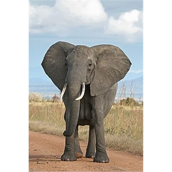 TWO TROPHY ELEPHANTS: 12-DAY 2X1 TROPHY ELEPHANT SAFARI IN ZIMBABWE WITH ELEPHANT TRAILS SAFARIS