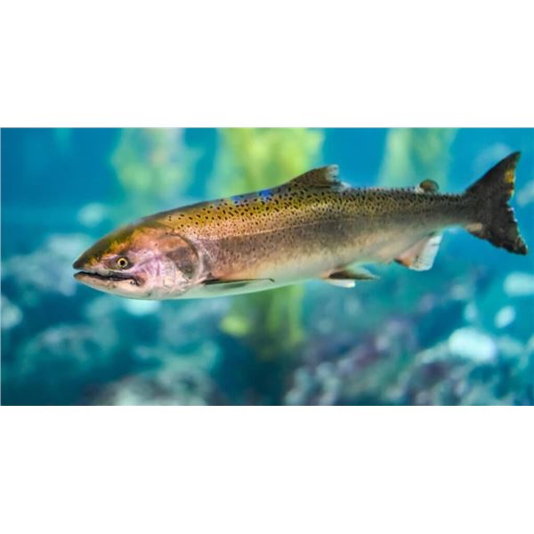 ULTIMATE DRIFT BOAT FLY FISHING ADVENTURE FOR TWO IN CALIFORNIA WITH RIVER PURSUIT (NO EXPERIENCE RE