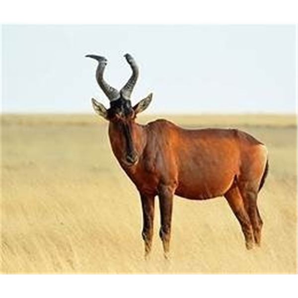 $1500 CREDIT @ HUNTER, 2 HUNTERS