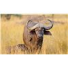 Image 1 : COW CAPE BUFFALO
