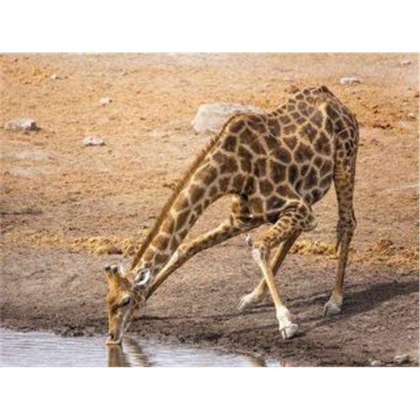 WILD AFRICAN SAFARIS - GIRAFFES