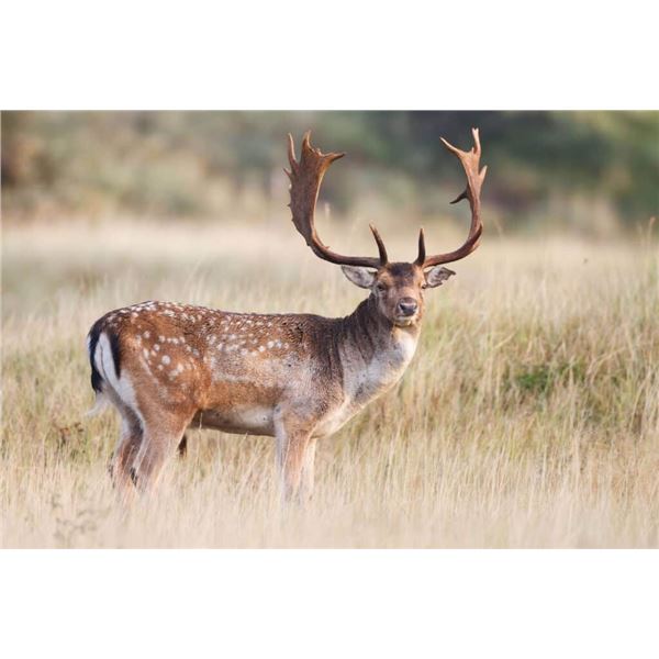 ROE OR FALLOW DEER, RED STAG OR MOUFLON IN SPAIN