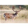 Image 1 : ROE OR FALLOW DEER, RED STAG OR MOUFLON IN SPAIN