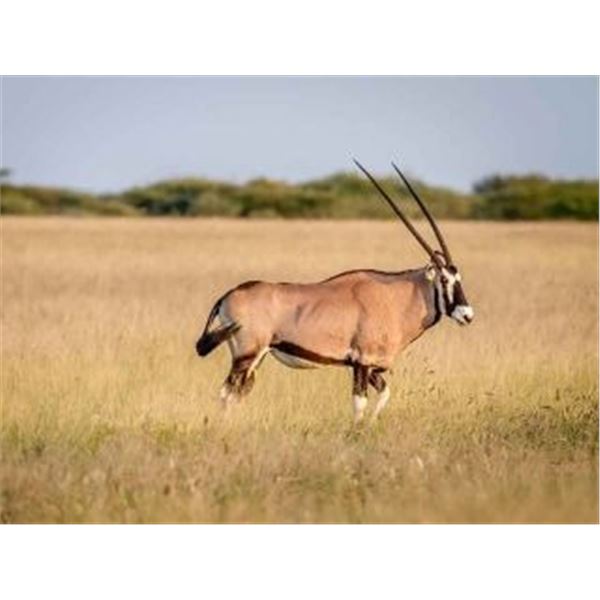 2 GEMSBUCK, BLESBUCK AND IMPALA