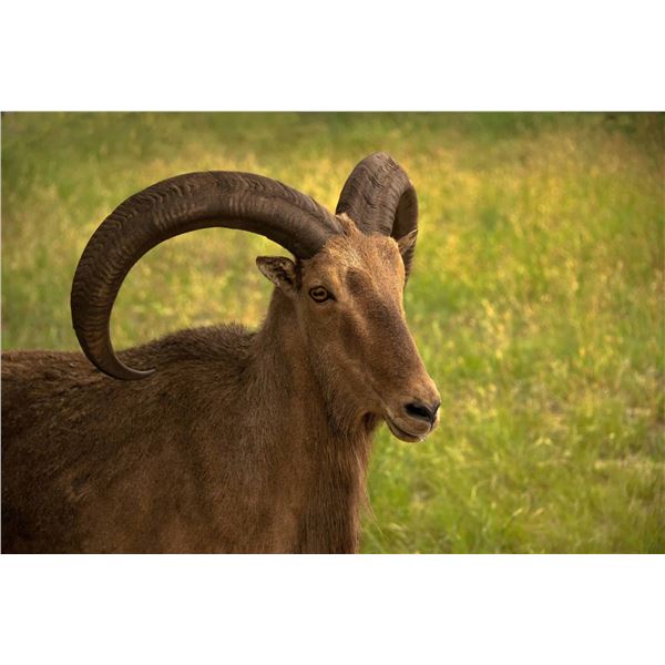 AOUDAD HUNT IN TEXAS WITH B-TEX RANCH