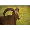 Image 1 : AOUDAD HUNT IN TEXAS WITH B-TEX RANCH