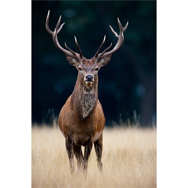 GIUSEPPE CARRIZOSA – RED STAG