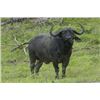 Image 1 : CAPE BUFFALO: 7-DAY BUFFALO SAFARI IN ZIMBABWE FOR ONE HUNTER
