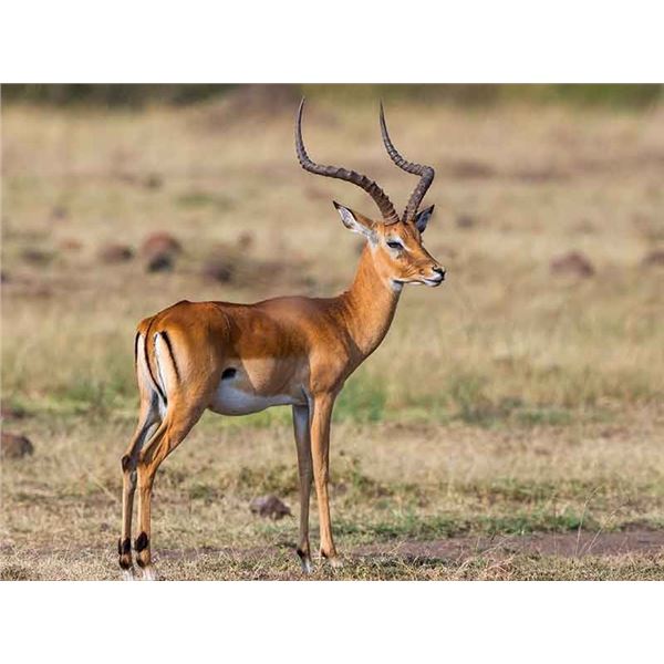 $6,000 CREDIT: PLAINS GAME IN NAMIBIA WITH KEIBEB SAFARIS