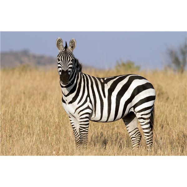 ZEBRA, WARTHOG AND IMPALA: 10-DAY ALL-INCLUSIVE SAFARI FOR 1 HUNTER WITH THABA-TALA SAFARIS