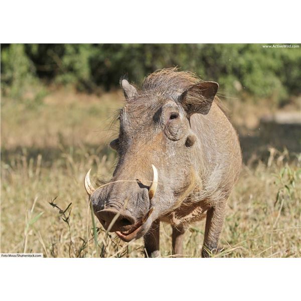 BLESBOK, WARTHOG AND IMPALA: 10-DAY ALL-INCLUSIVE SAFARI FOR 1 HUNTER WITH THABA-TALA SAFARIS