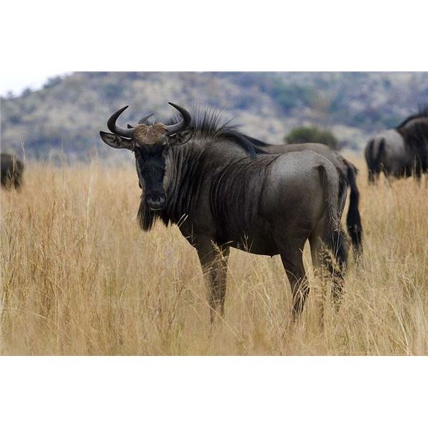 8 ANIMALS WITH 1 DAY OF BIRD HUNTING FOR FOUR HUNTERS