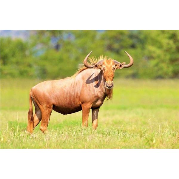 5 TROPHY ANIMALS: 7 DAYS/ 7-NIGHT HUNT FOR 1 HUNTER WITH NAHLA SAFARIS