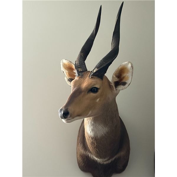 BUSHBUCK, KLIPSPRINGER & BUSHPIG WITH GREEN HOWARD SAFARIS