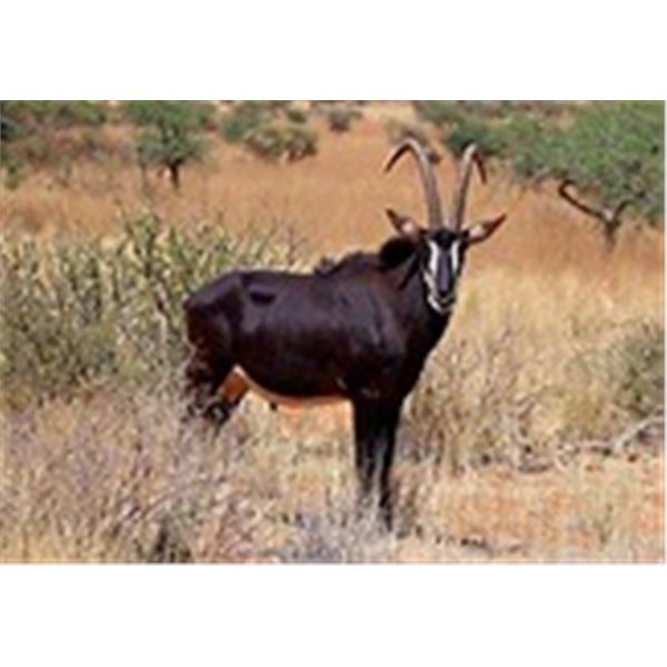 SABLE, GOLDEN WILDEBEEST, NYALA, AND WATERBUCK FOR 4 HUNTERS