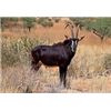 Image 1 : SABLE, GOLDEN WILDEBEEST, NYALA, AND WATERBUCK FOR 4 HUNTERS