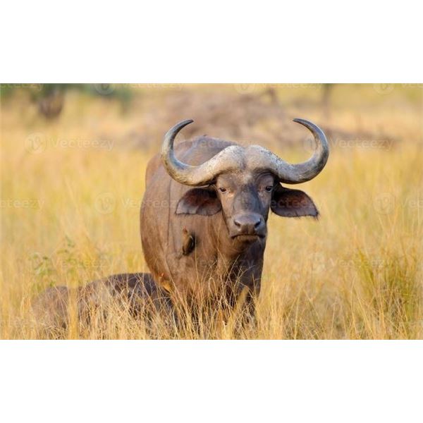2 CAPE BUFFALO COWS FOR 2 HUNTERS